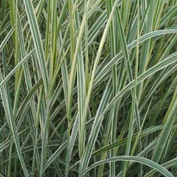 Miscanthus sinensis Variegatus